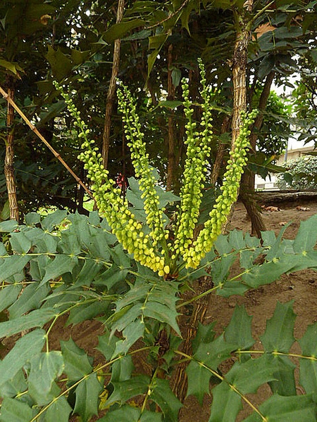 mahonia