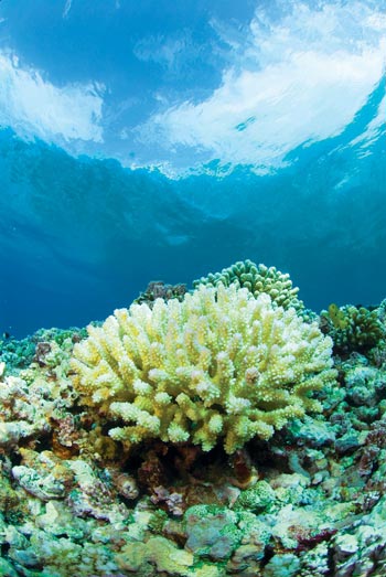 Korál Coral